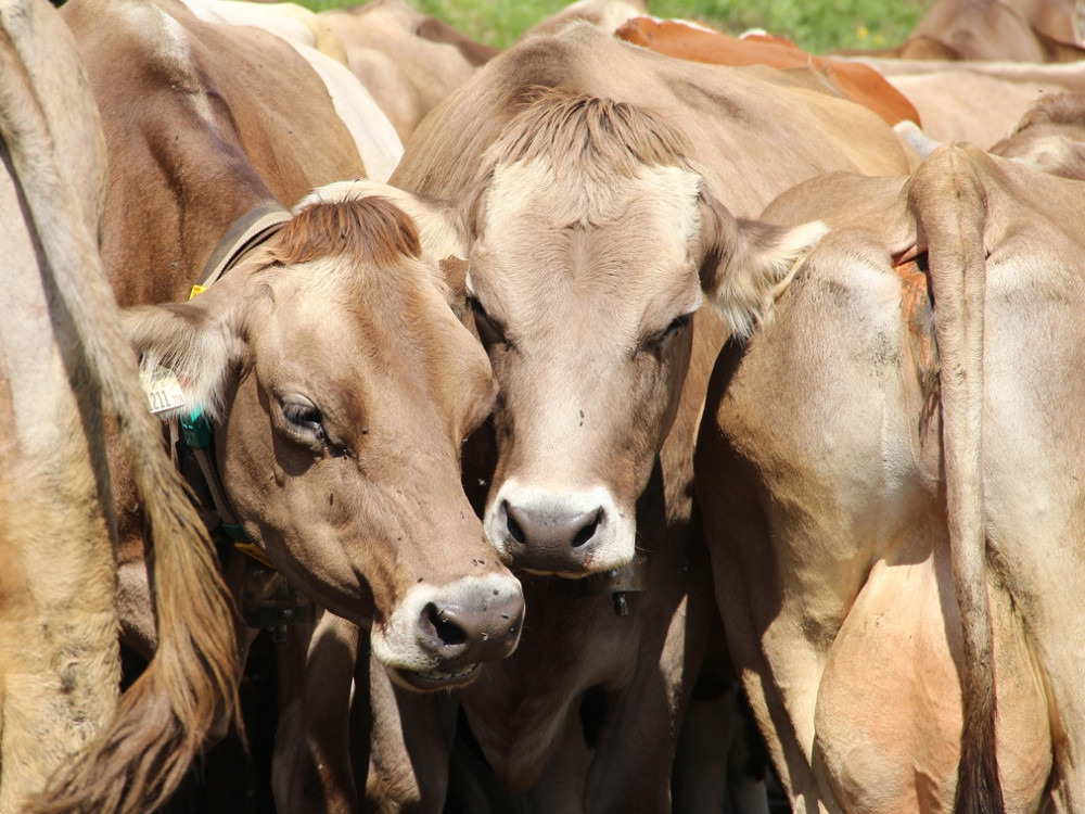 Des vaches dans les montagnes