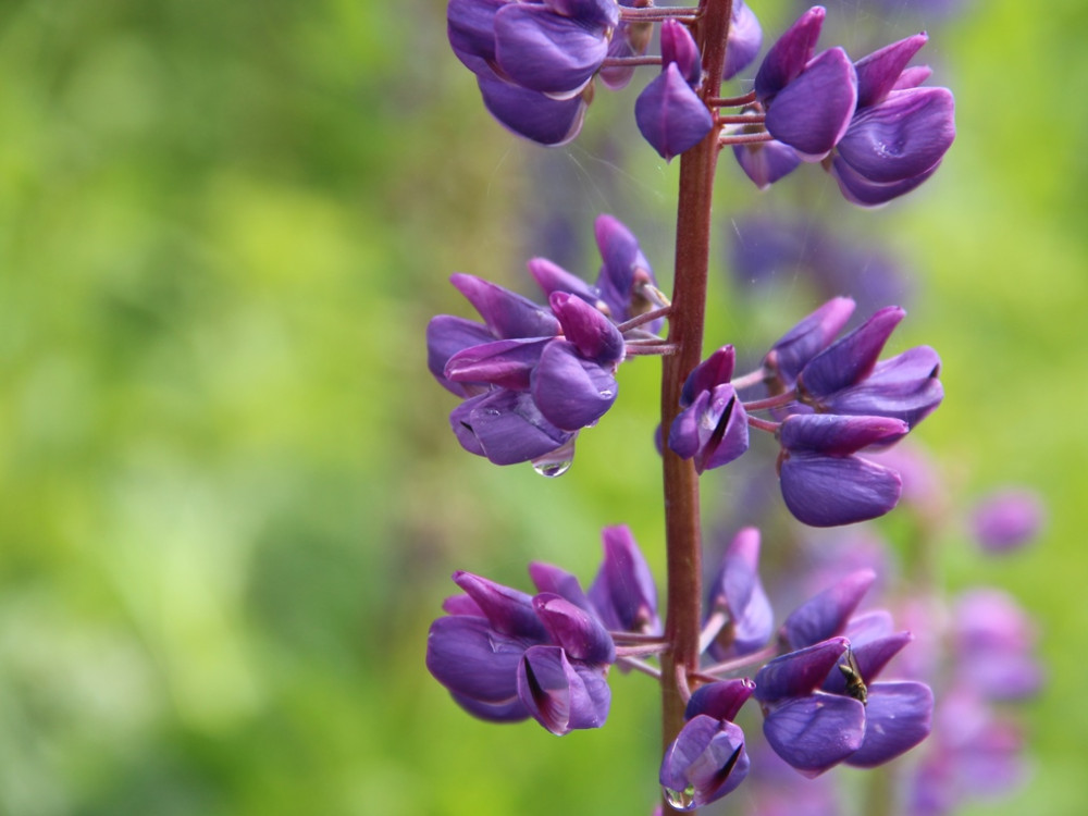 Lupin violet