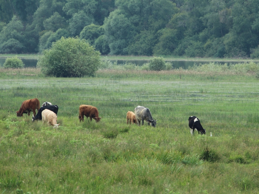 Paysage de la Loire