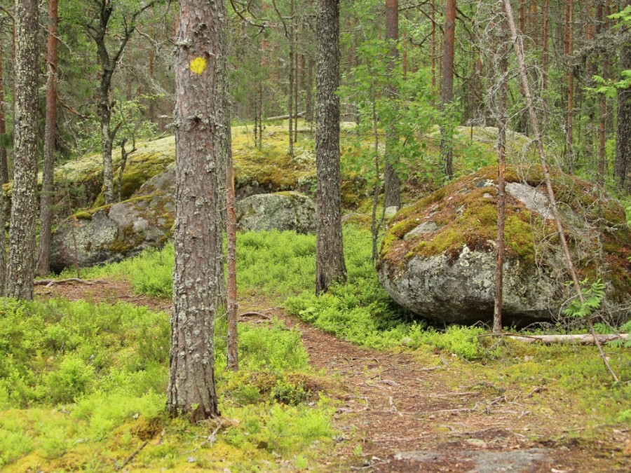 Forêt finlandaise