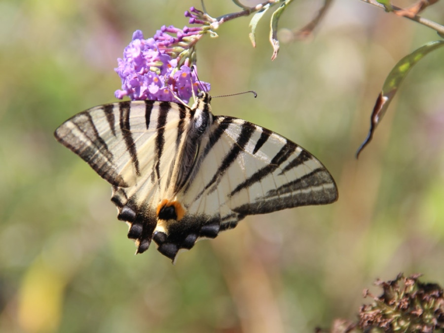 Les papillons dans les Cévennes Les papillons dans les Cévennes