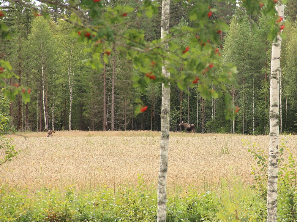 Nature à Dalarna