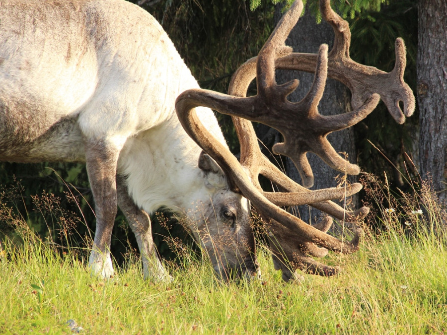 Faune de Dalarna Faune de Dalarna