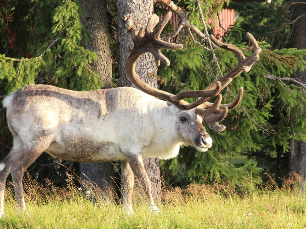 Renne à Dalarna