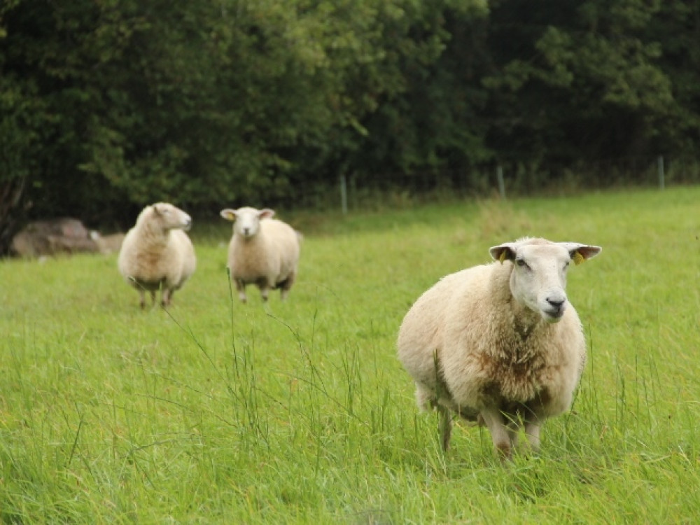 Moutons