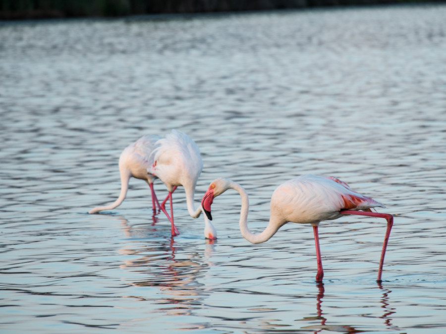 Flamants roses en Sardaigne Flamants roses en Sardaigne