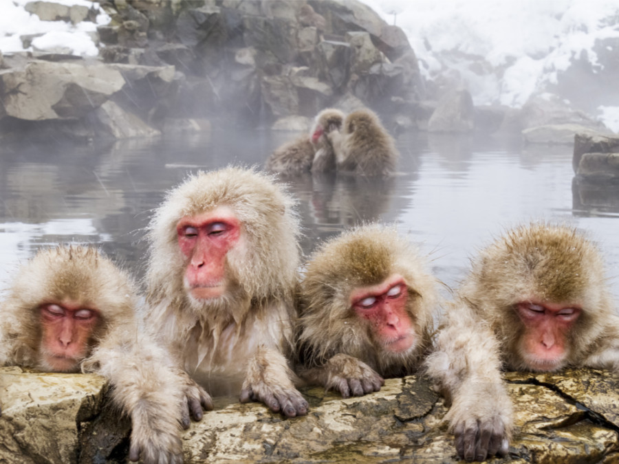 Singes des neiges Singes des neiges