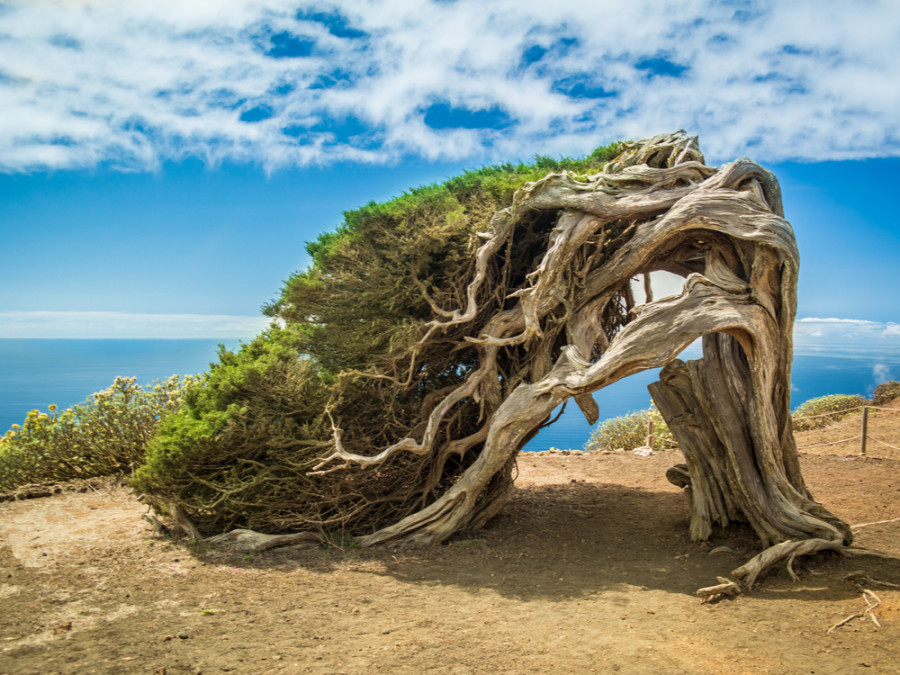 Faune et flore aux Îles Canaries