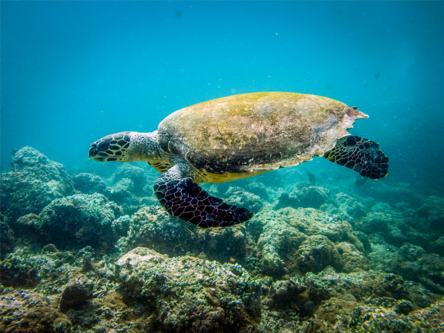Tortues marines îles du Cap-Vert