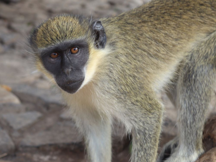 Singe au Cap-Vert