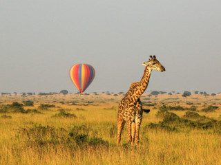 Image pour Masai Mara