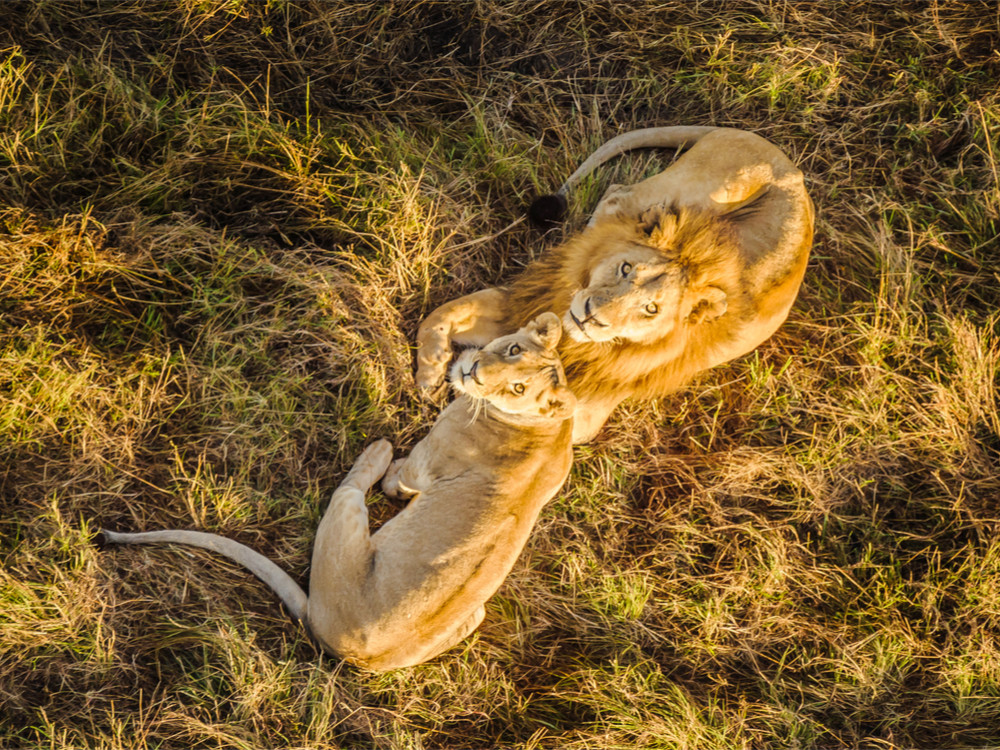 Lions au Masai Mara