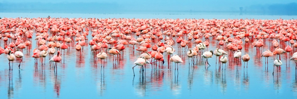 Top foto voor Oiseaux