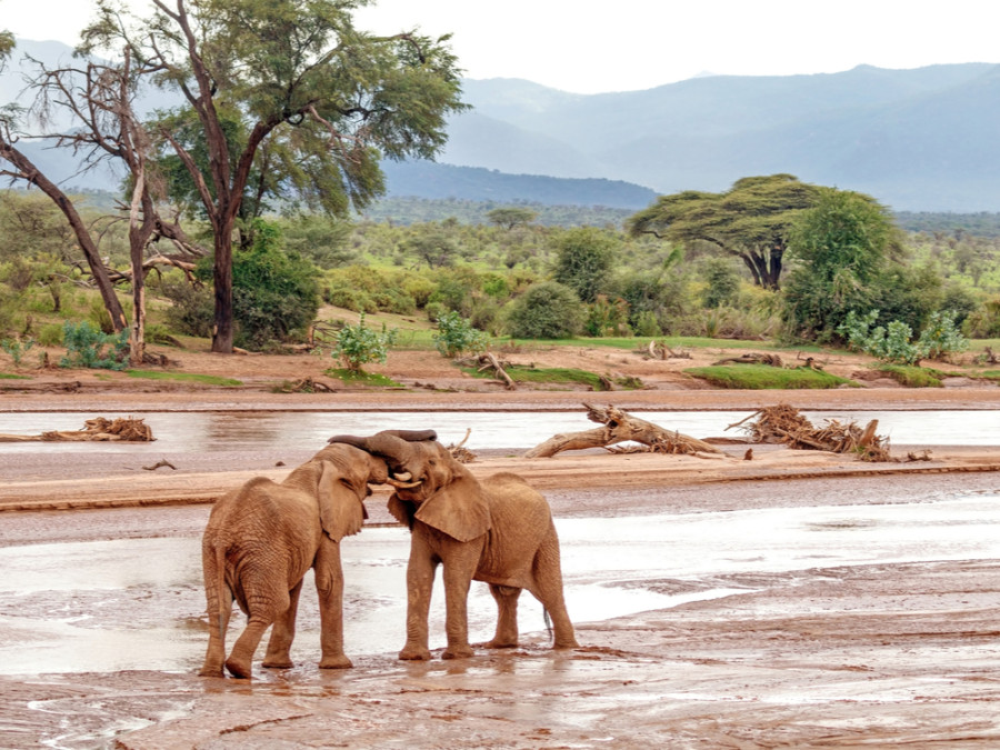 Éléphants dans la réserve naturelle de Samburu Éléphants dans la réserve naturelle de Samburu