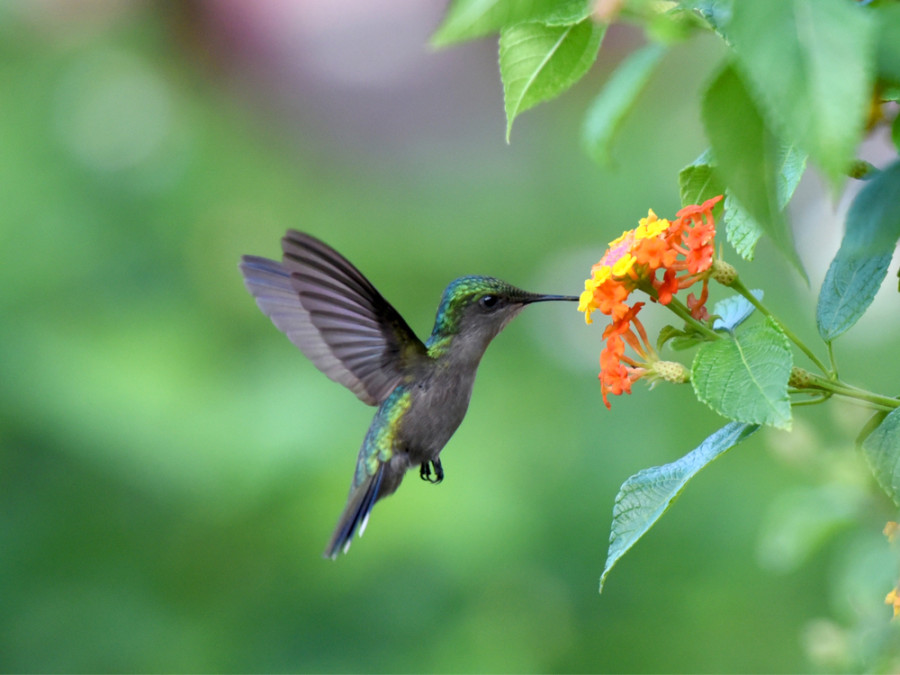 Guadeloupe oiseau