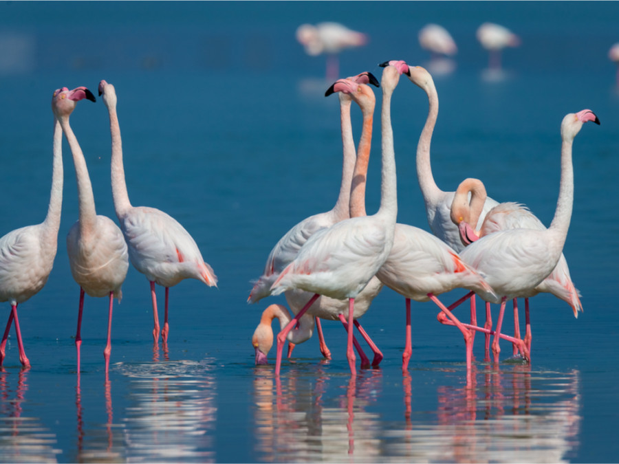 Les animaux à Kos Les animaux à Kos
