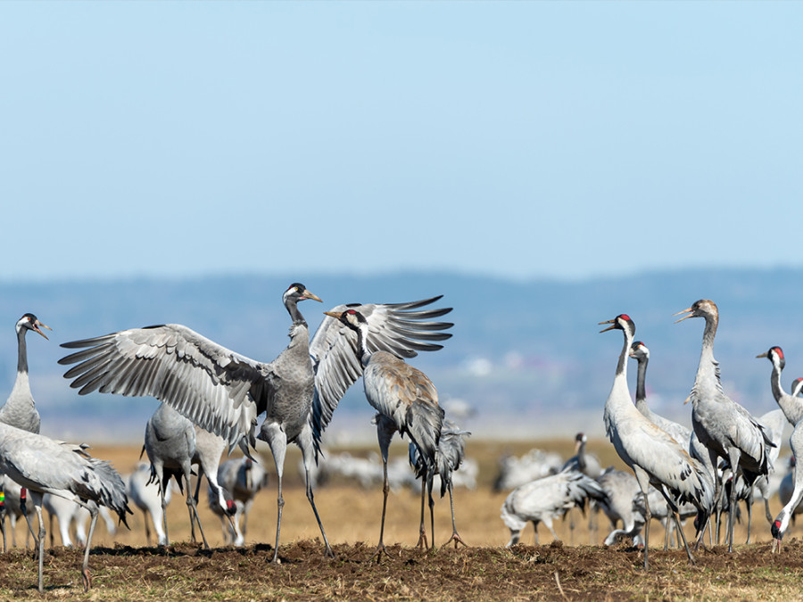 Kraanvogels Suède de l'ouest