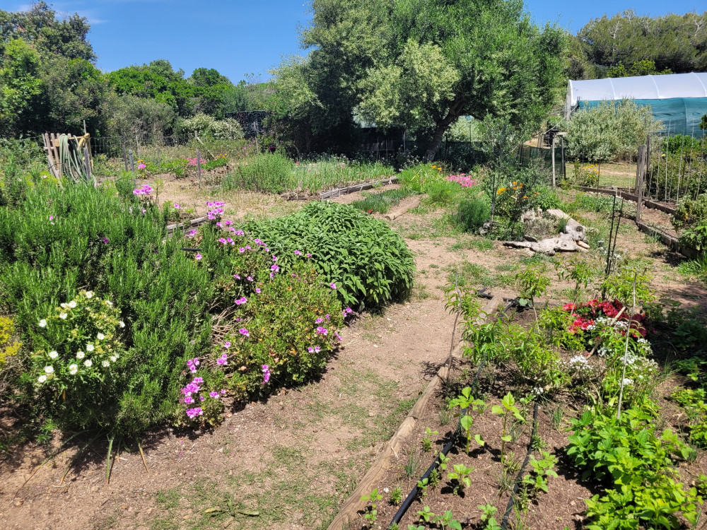 Jardin d'herbes aromatiques en Corse