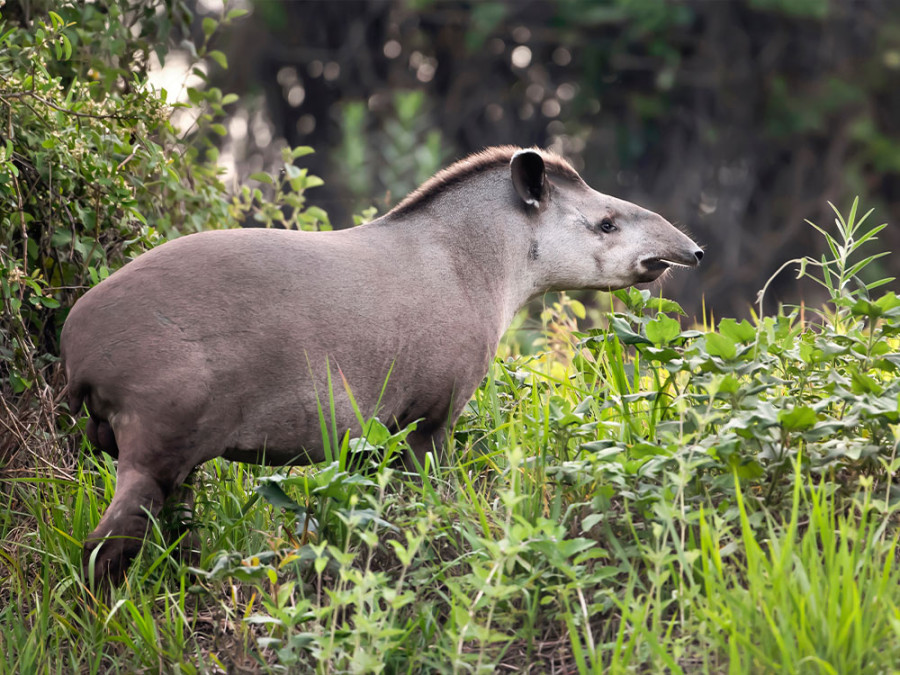 Tapir d'Amérique du Sud