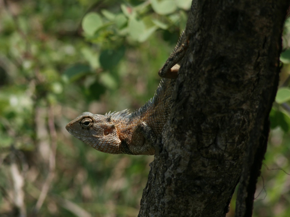 La faune sauvage du Sri Lanka