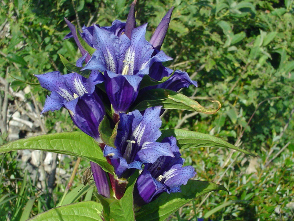 Gentiane