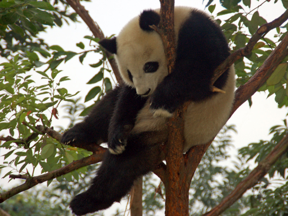 Panda géant