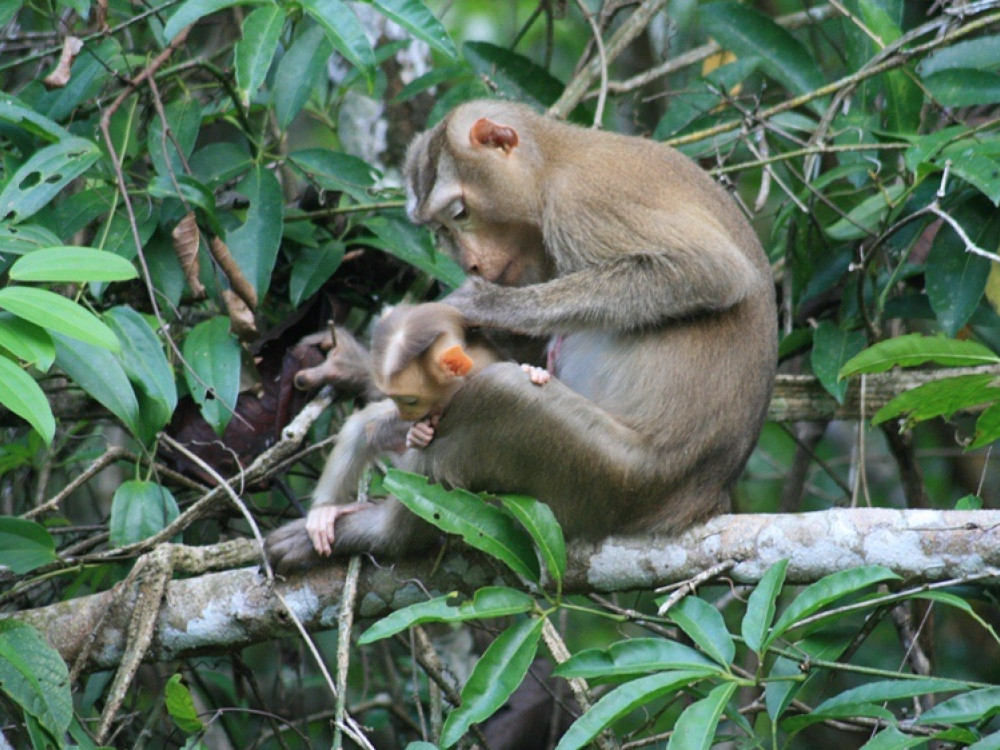 Singes de Koh Lanta