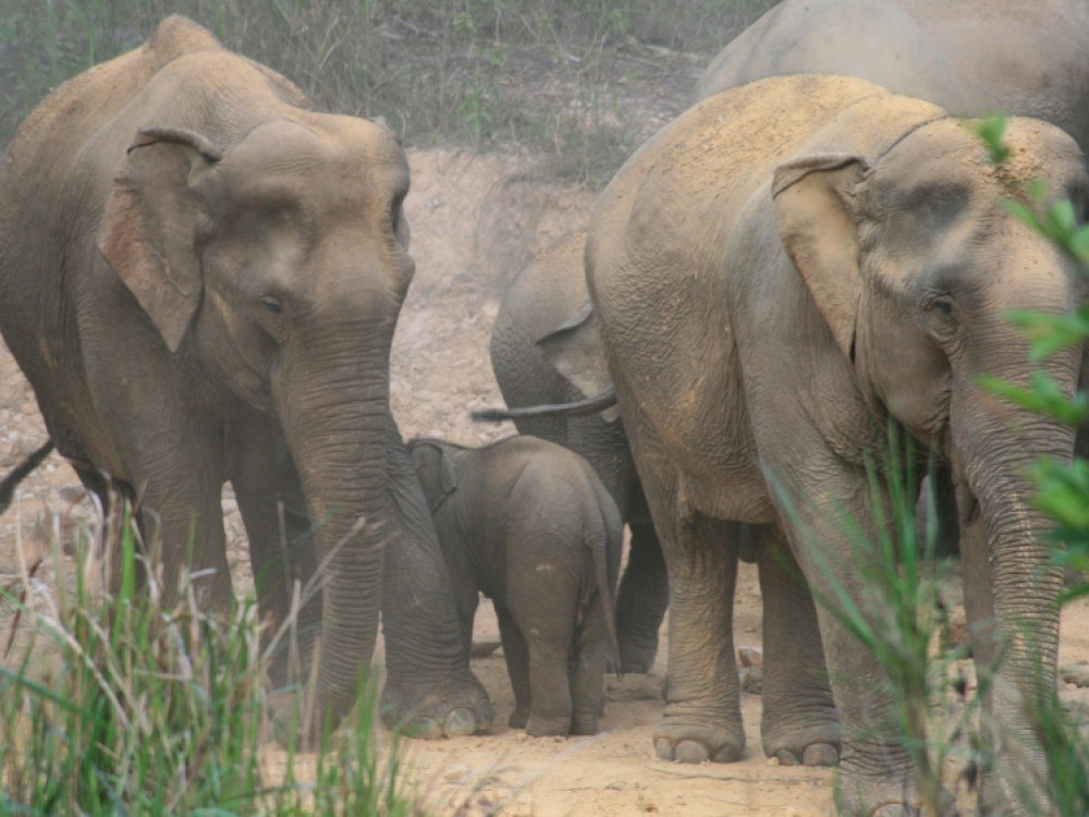Eléphants à Khao Yai
