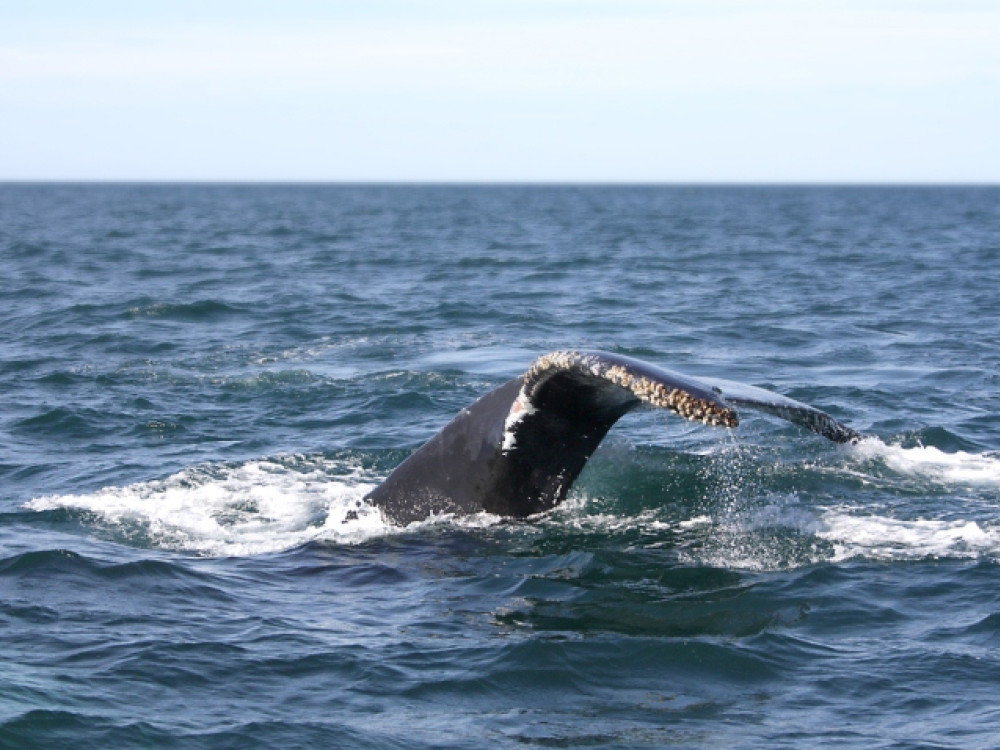 Baleine à bosse : Baie de Fundy Freeport, Nouvelle-Écosse