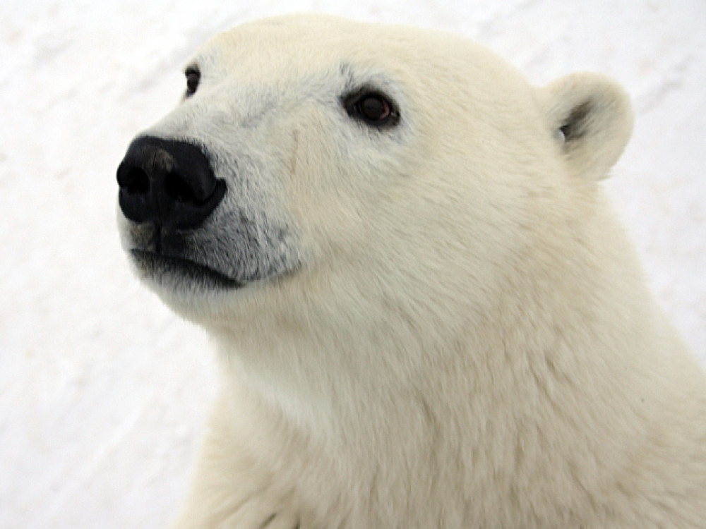 Ours polaire au Canada