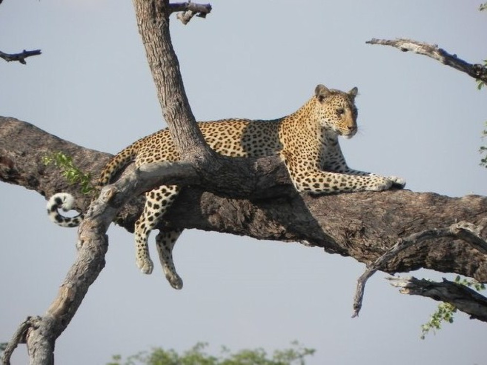 Parc Chobe au Botswana