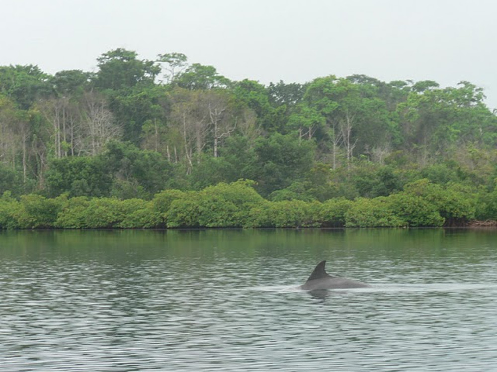 Dauphins d'eau douce