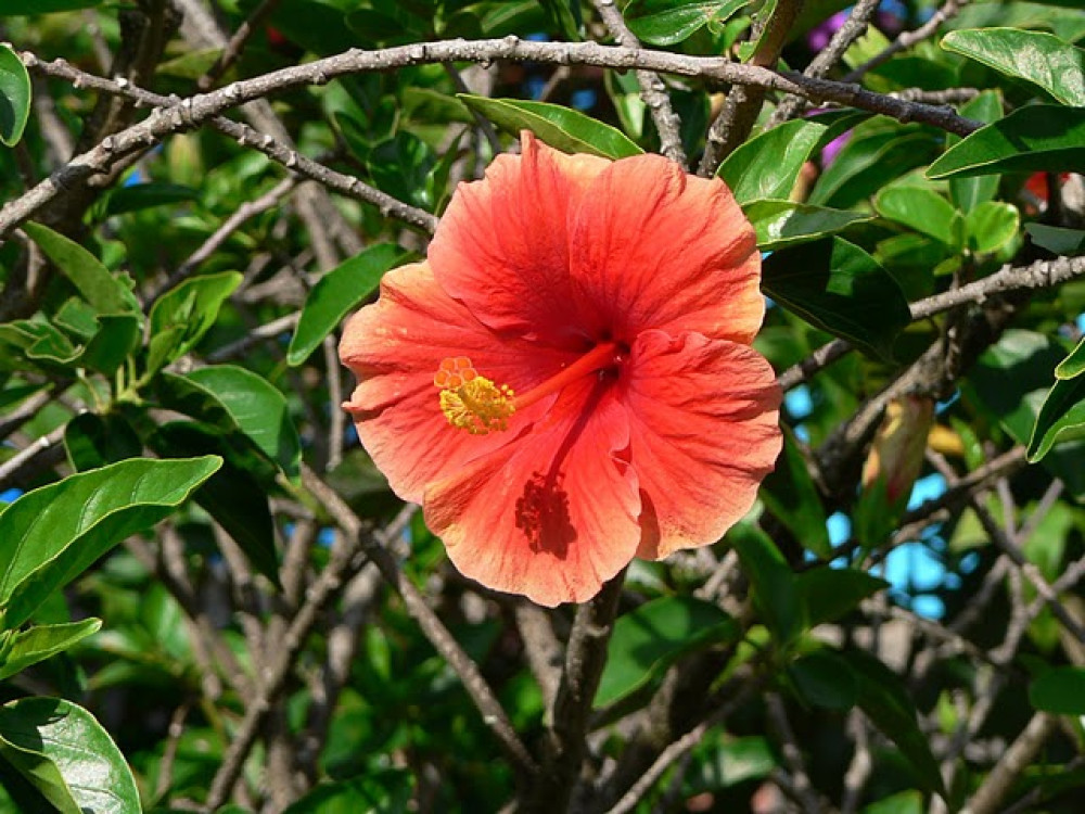 Fleurs au Panama