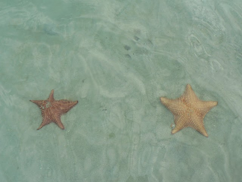 Etoiles de mer