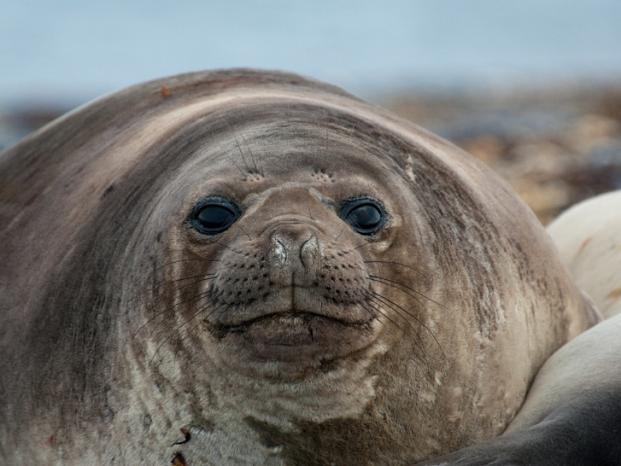 Animaux sauvages