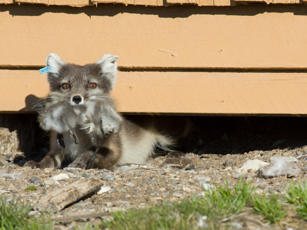 Renard polaire