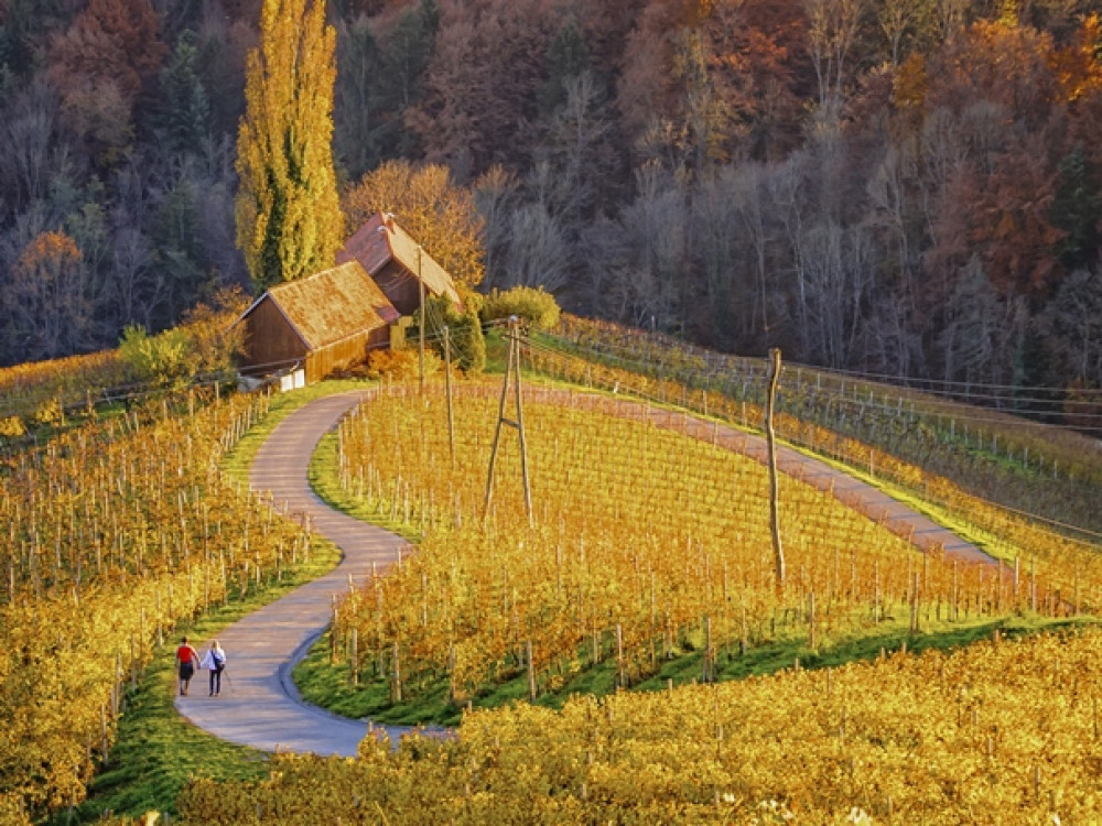 Région des vignobles