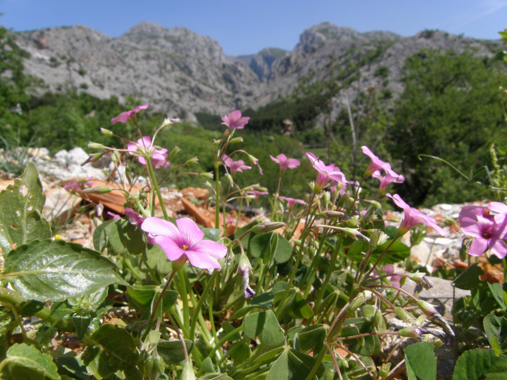 Fleurs dans le parc de Paklencia