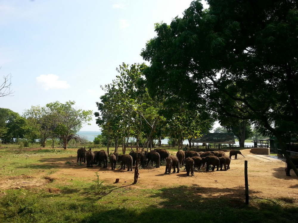 Orphelinat pour éléphants