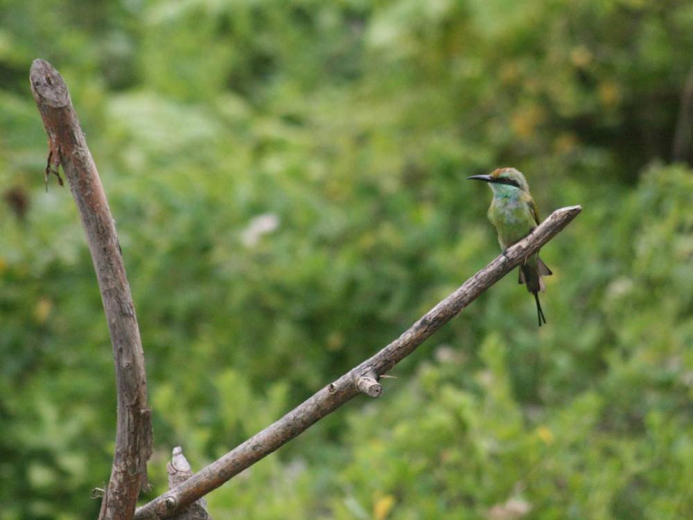 Guêpier au Sri Lanka
