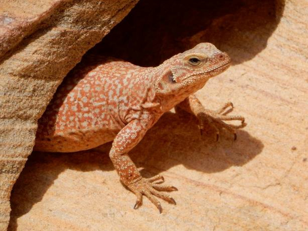 Animaux aux Etats-Unis