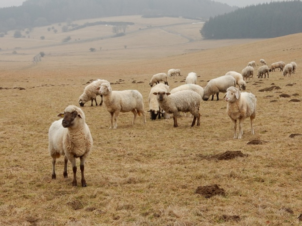 Moutons