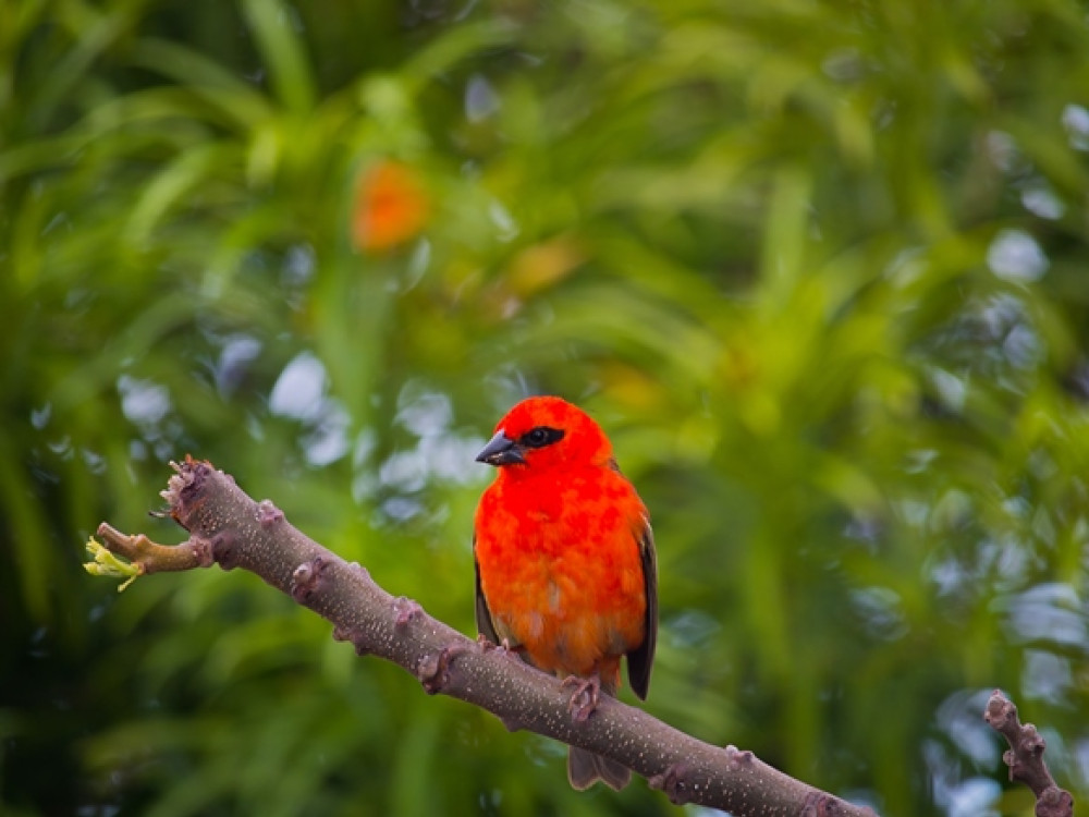 Foudi rouge