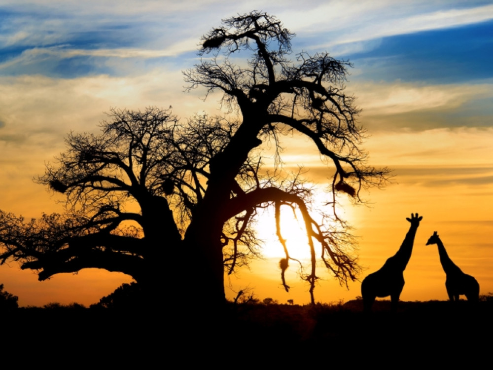 Baobab au Botswana