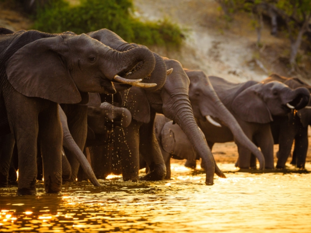 Parc national de Chobe