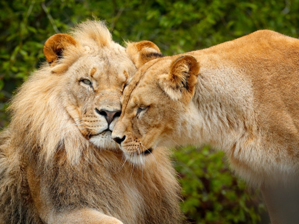 Lions au parc national de Chobe