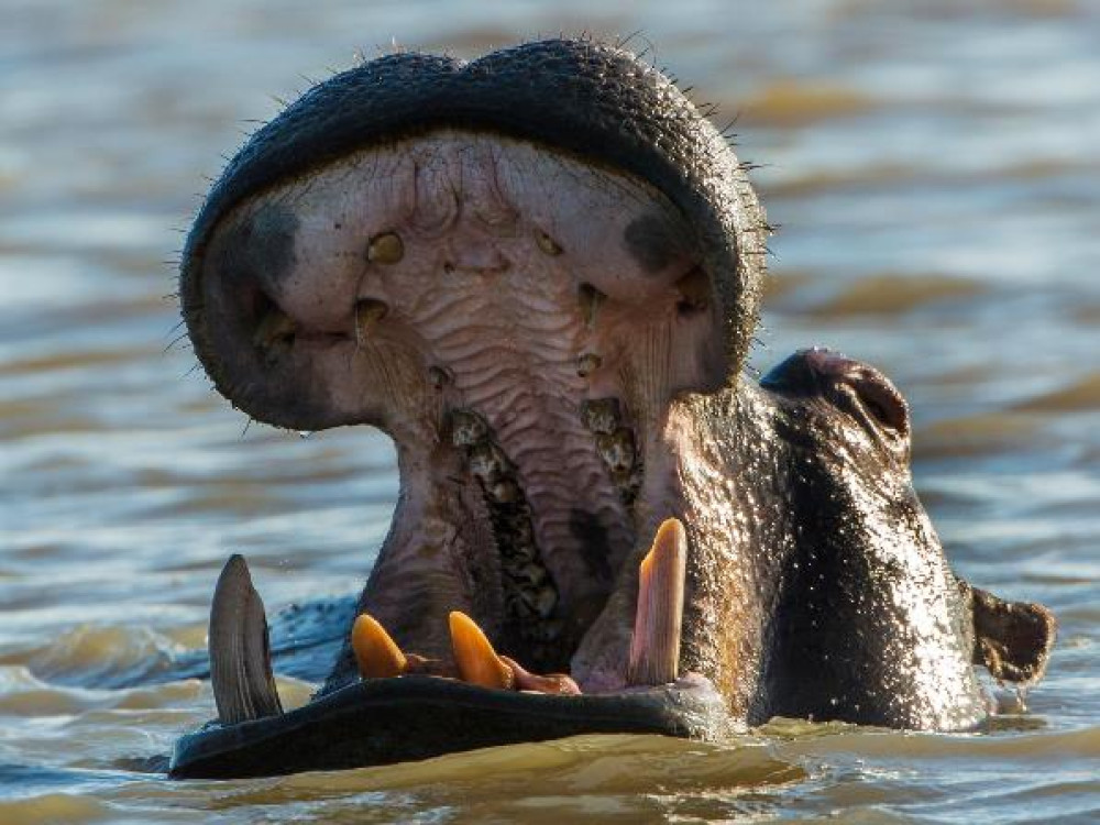 Hippopotame à Chobe