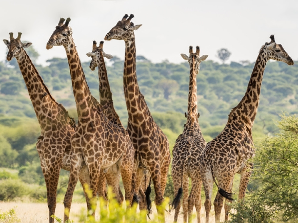 Nature en Tanzanie