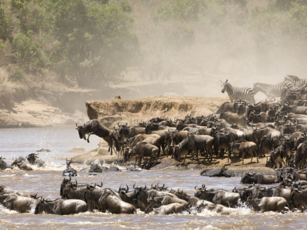 Migration
