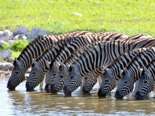 Image pour Tanzanie
